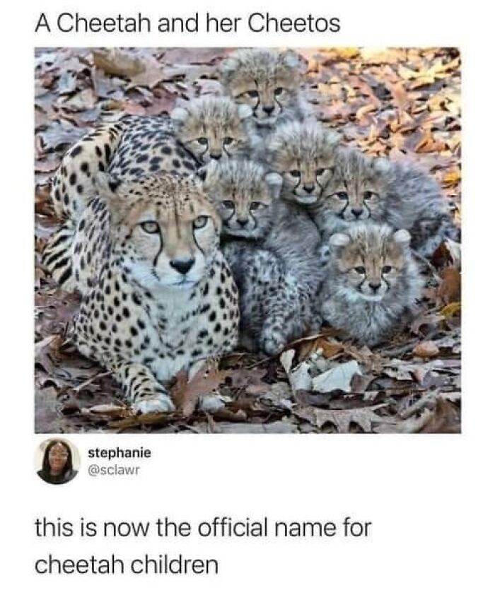 66B9A6E8975A2 Funny Animal Feed Memes