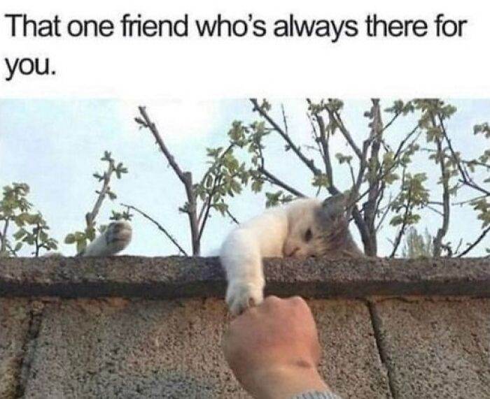 66B9A6F96A5B9 Funny Animal Feed Memes