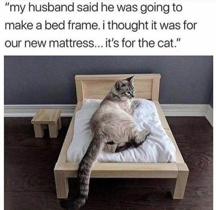 66B9A70D29357 Funny Animal Feed Memes