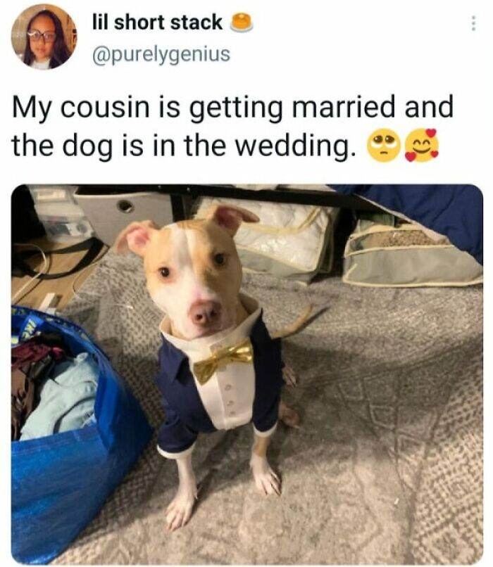 66B9A73Cbbb3F Funny Animal Feed Memes