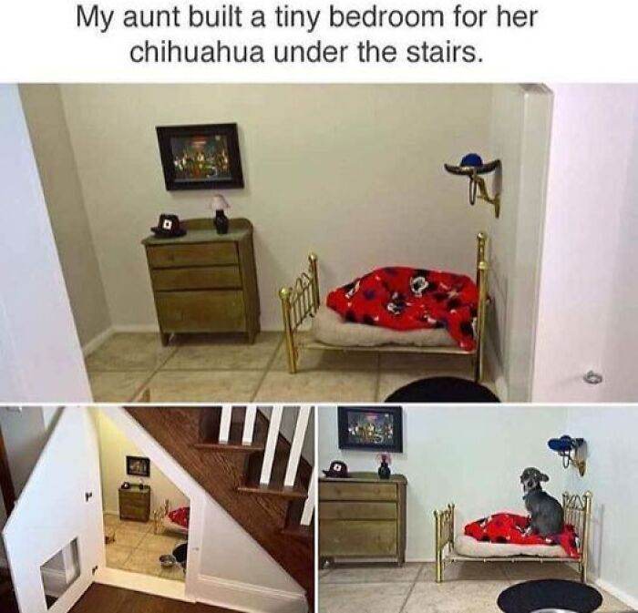 66B9A99Ed748E Funny Animal Feed Memes