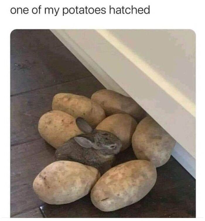 66B9Abfa47595 Funny Animal Feed Memes