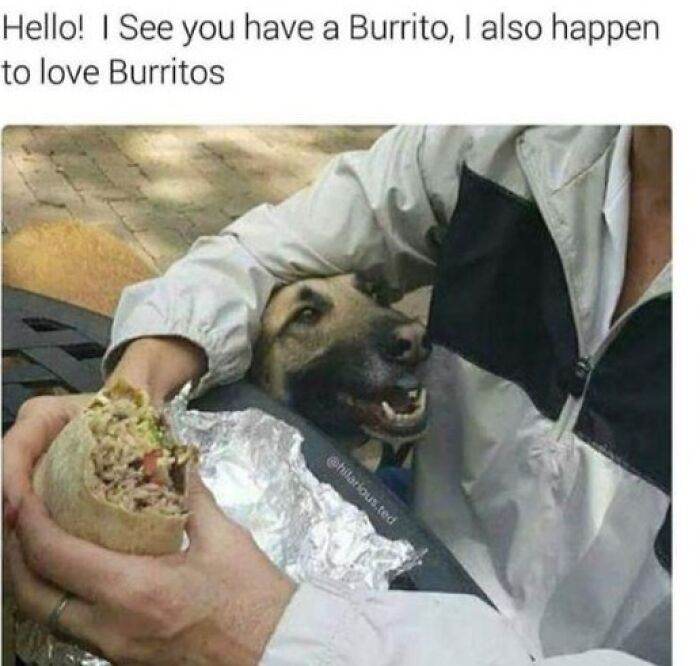 66B9Ac450E810 Funny Animal Feed Memes