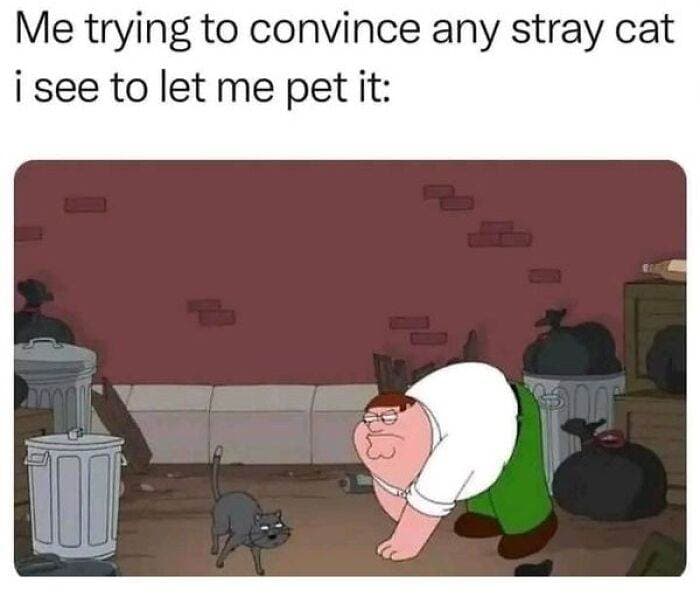 66B9Ac5E9F021 Funny Animal Feed Memes