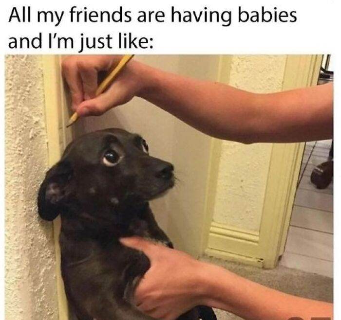 66B9Ac7C303Bf Funny Animal Feed Memes