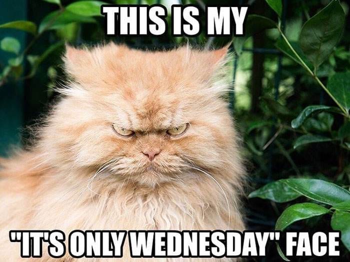  30 Hilarious Wednesday Memes