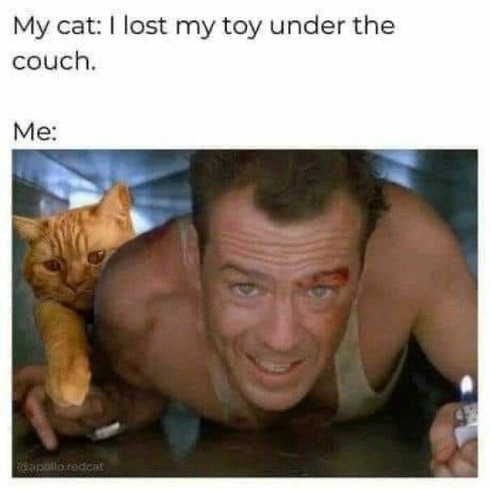 30 Adorably Hilarious Animal Memes To Brighten Your Day