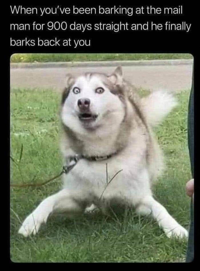 30 Adorably Hilarious Animal Memes To Brighten Your Day