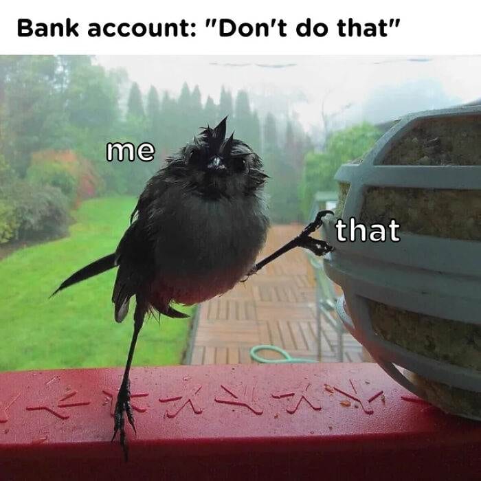 30 Adorably Hilarious Animal Memes To Brighten Your Day