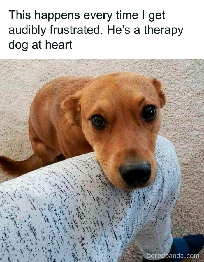 Funny Dog Memes Dogmemesofinsta 23 66Df09F2956F8 700 1