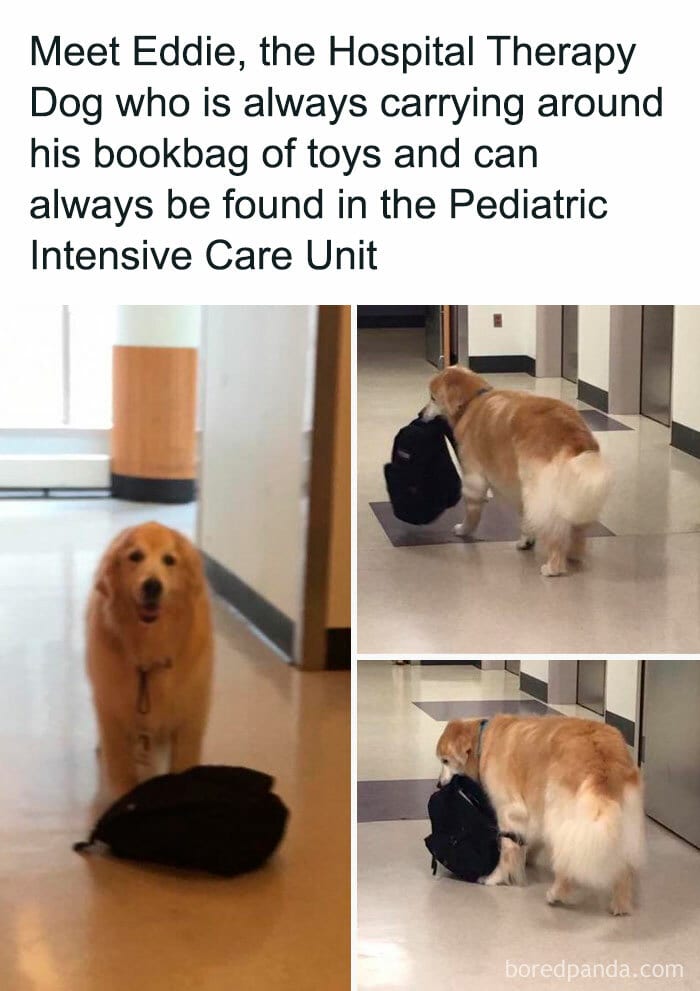 Funny Dog Memes Dogmemesofinsta 26 66E155Ae637De 700 1