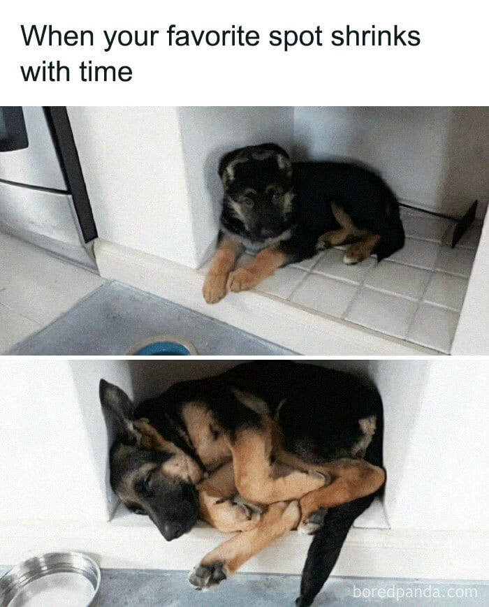50 Heartwarming Memes For Those Who Prefer Dogs Over People