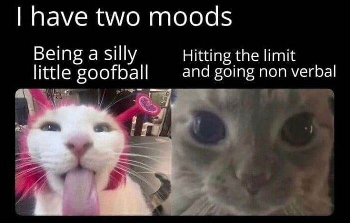 30 Hilarious Memes For Those Who Can't Go A Day Without One