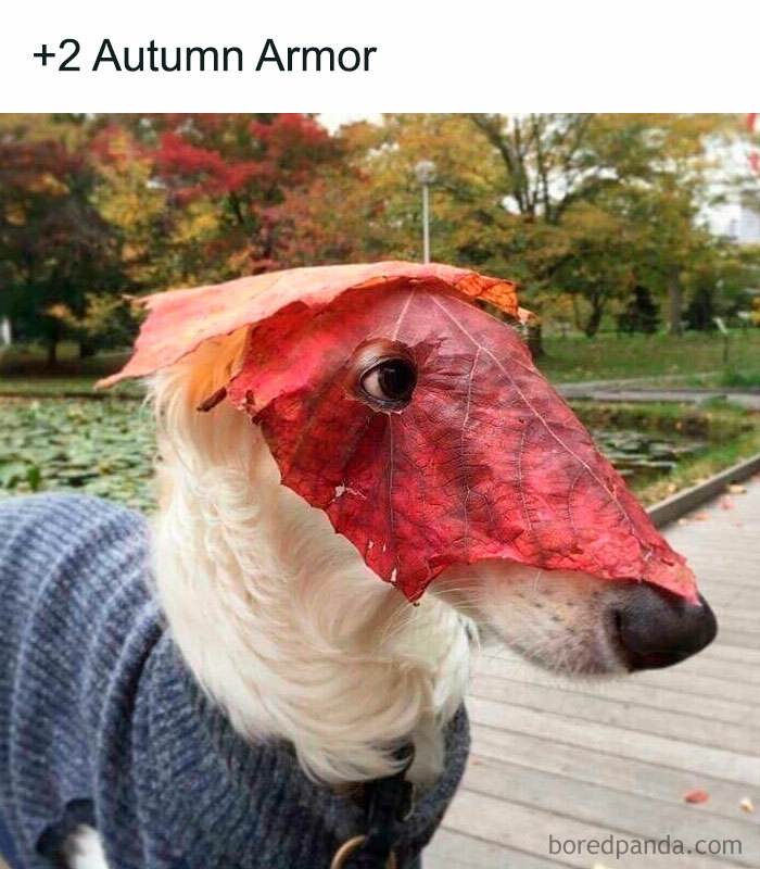 Fall Meme 3 6708D6F6Dfec1 700