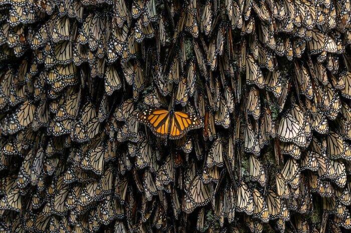 Spectacular Winning Images From The 2024 Siena International Photo Awards 6708B5687F14E 700 1