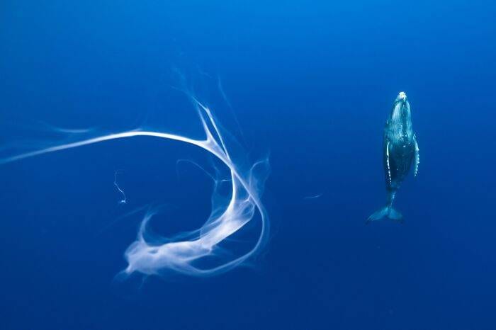 Spectacular Winning Images From The 2024 Siena International Photo Awards 6708B5A4B1F58 700 1
