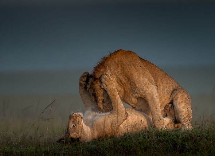 Spectacular Winning Images From The 2024 Siena International Photo Awards 6708B5F91B644 700 1