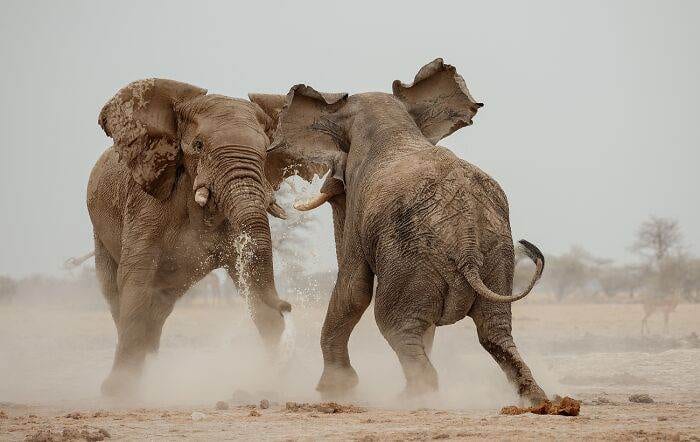 Spectacular Winning Images From The 2024 Siena International Photo Awards 6708B5Fdbe423 700 1