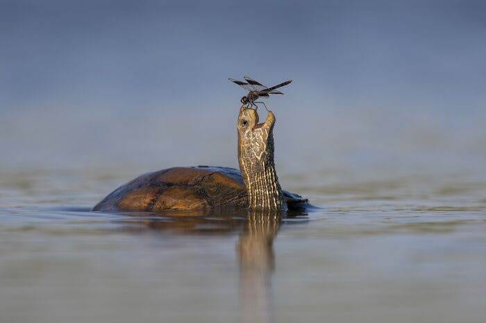 Spectacular Winning Images From The 2024 Siena International Photo Awards 6708B6032485A 700 1