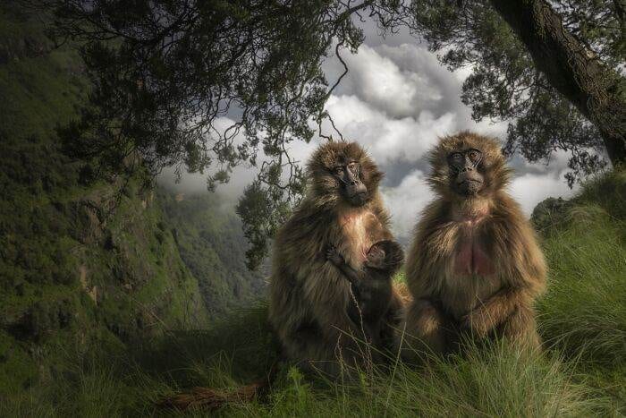 Spectacular Winning Images From The 2024 Siena International Photo Awards 6708B60549826 700 1