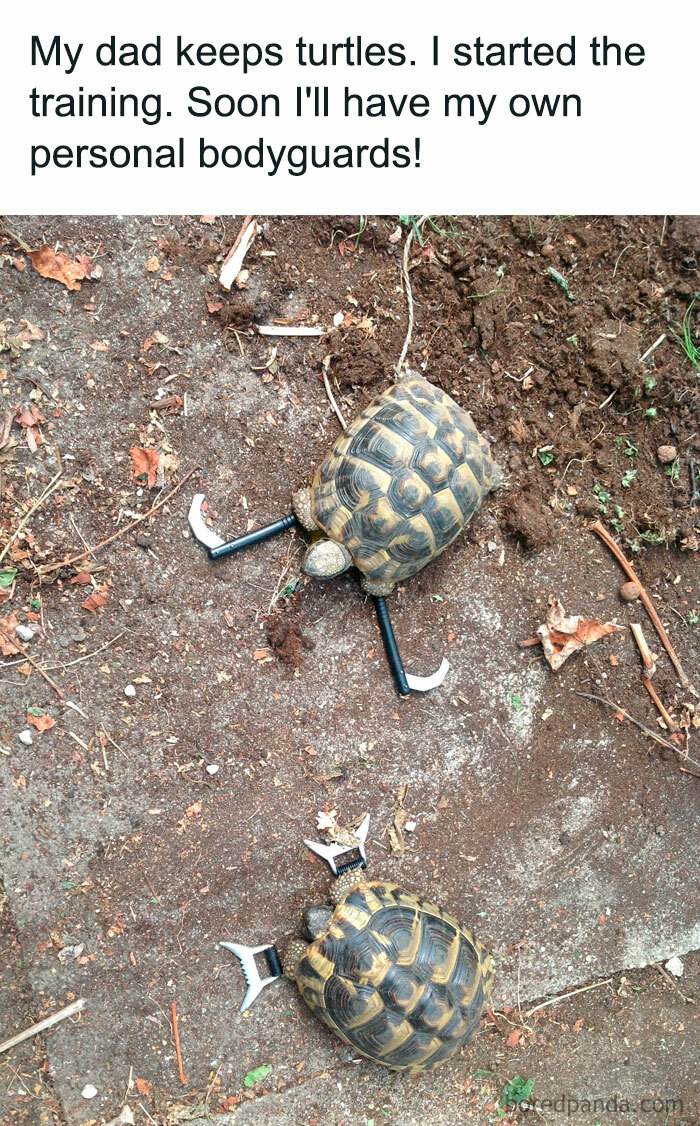 Turtle Meme 13 67067C1778D84 700