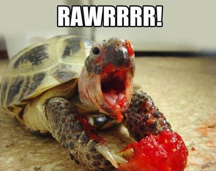 Turtle Meme 14 67067C1A42745 700