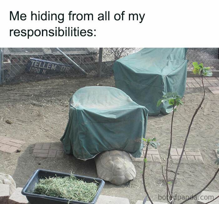 30 Hilarious Turtle Memes You Never Knew You Needed