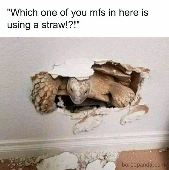 Turtle Meme 19 67067C261Ebd2 700