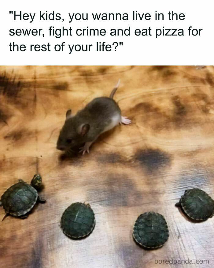 Turtle Meme 3 67067Bbdbc83E 700