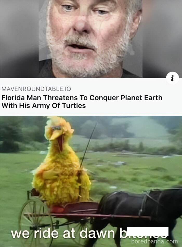 Turtle Meme 6 67067Be3B8Ebb 700