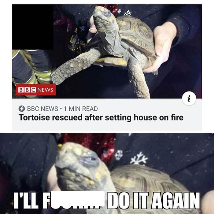 Turtle Meme 9 67067C096E086 700
