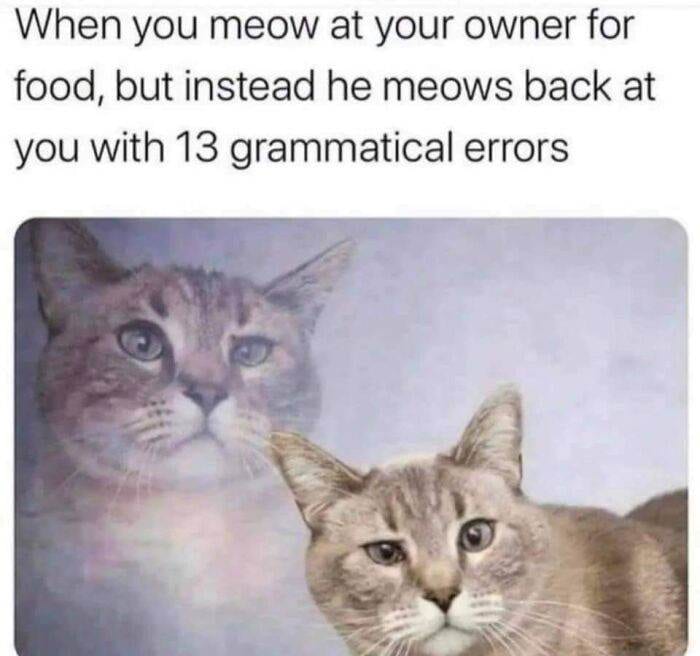 30 Memes Every Cat Owner Will Relate To