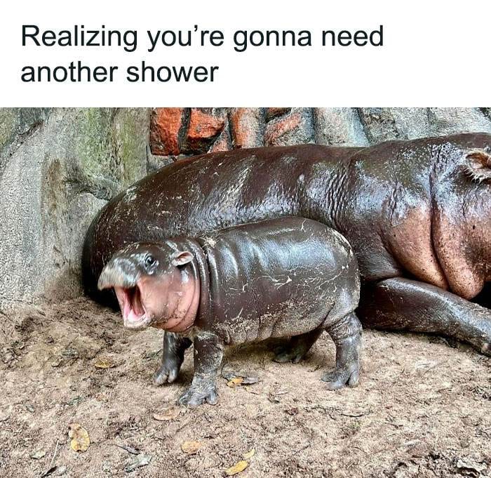 Moo Deng Meme 11 6733032Ba1C0C 700