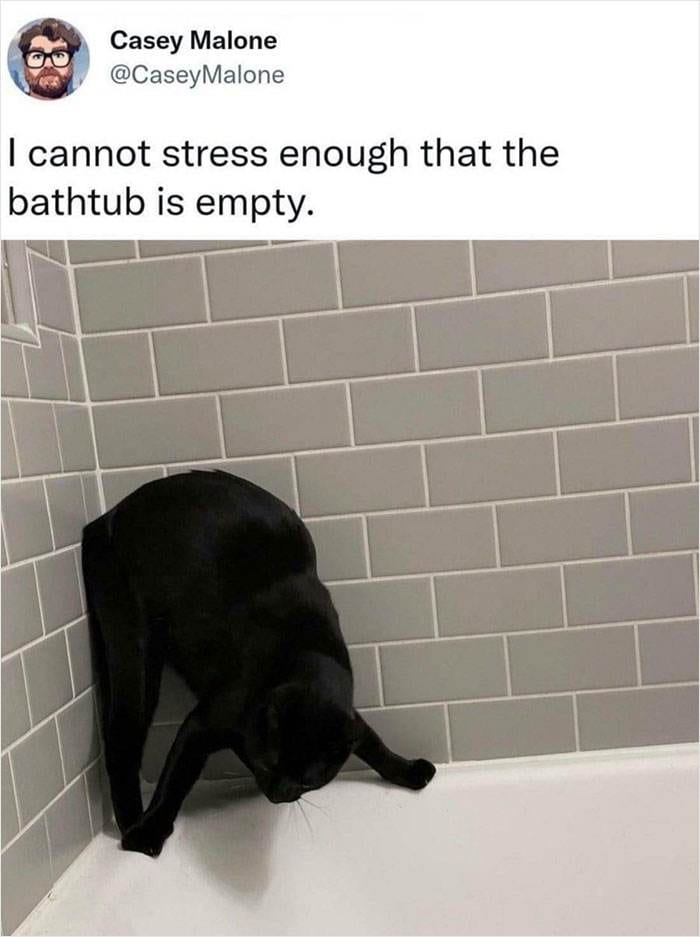 Cat Memes Meow Irl1 6731Decf185Bd 700