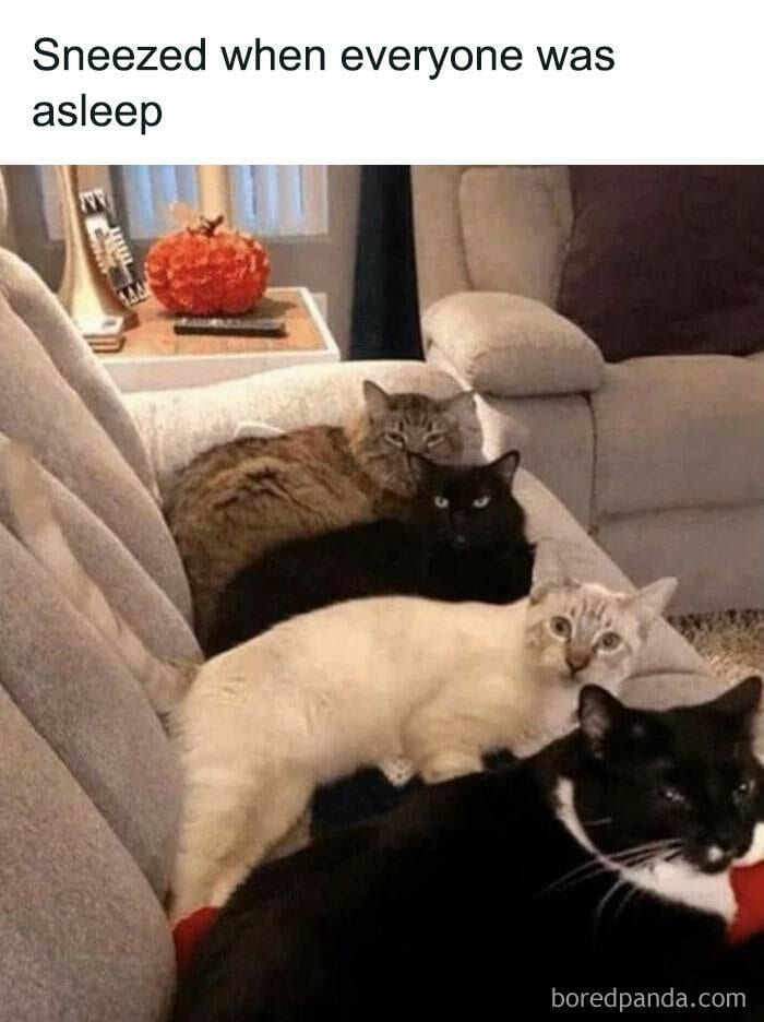 Cat Memes Meow Irl12 6732223Cef157 700