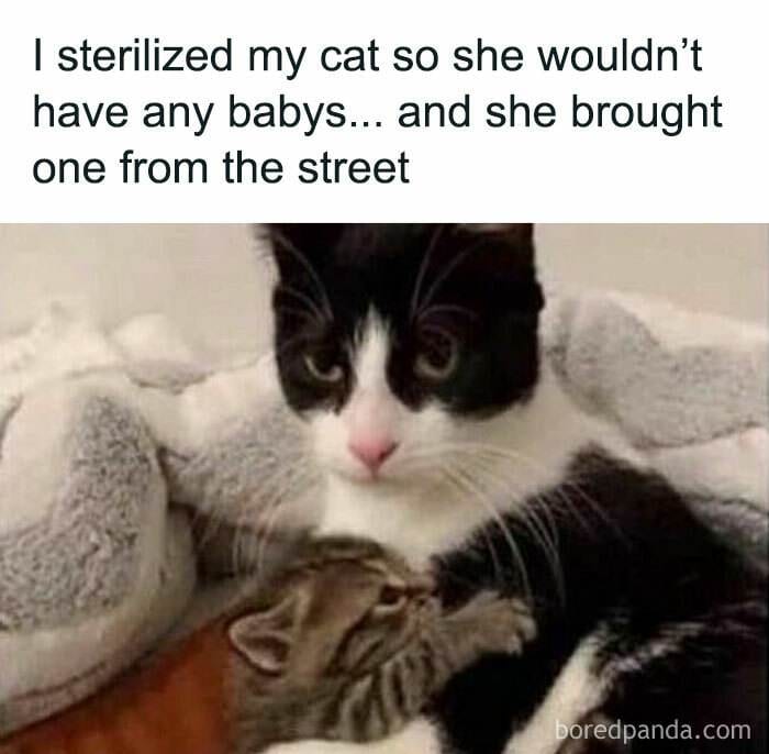 Cat Memes Meow Irl15 67322457132E7 700