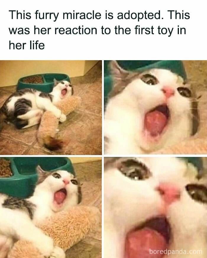 Cat Memes Meow Irl16 673224De2Bbc4 700