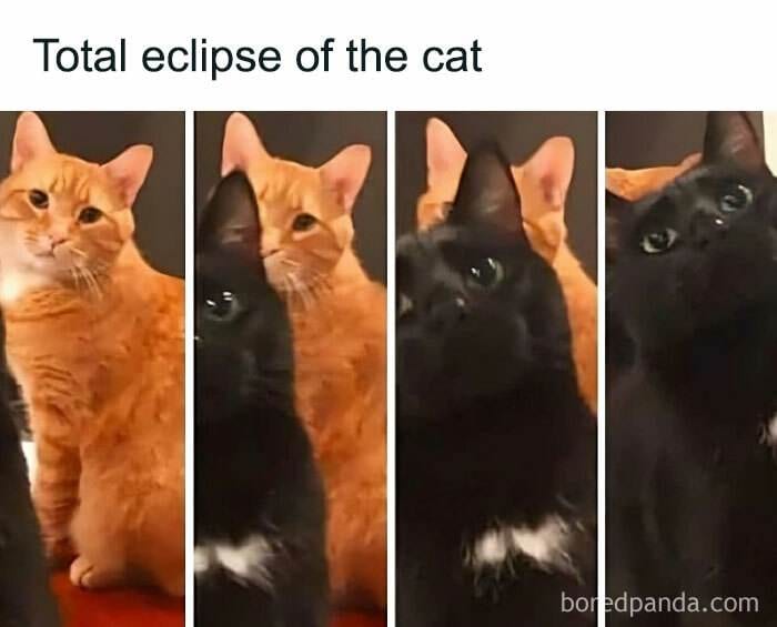 30 Memes Every Cat Owner Will Relate To
