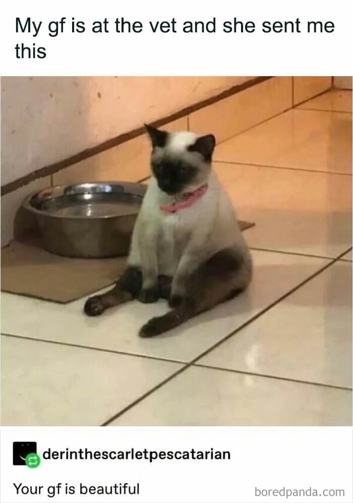 Cat Memes Meow Irl19 673366A21824D 700