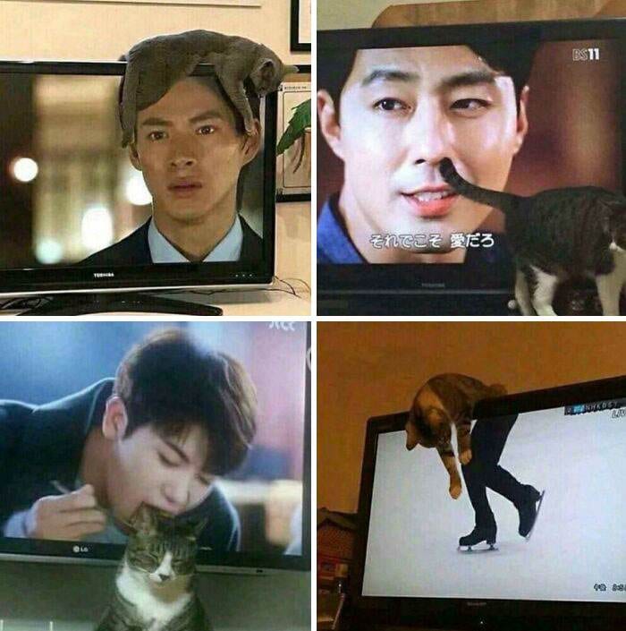 Cat Memes Meow Irl20Jpg 673366E9223A6 700