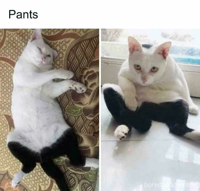 Cat Memes Meow Irl21 6733673594935 700
