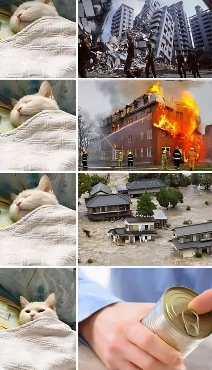 Cat Memes Meow Irl22 6733679D5D151 700
