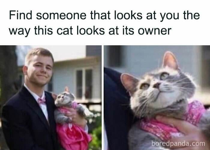 30 Memes Every Cat Owner Will Relate To