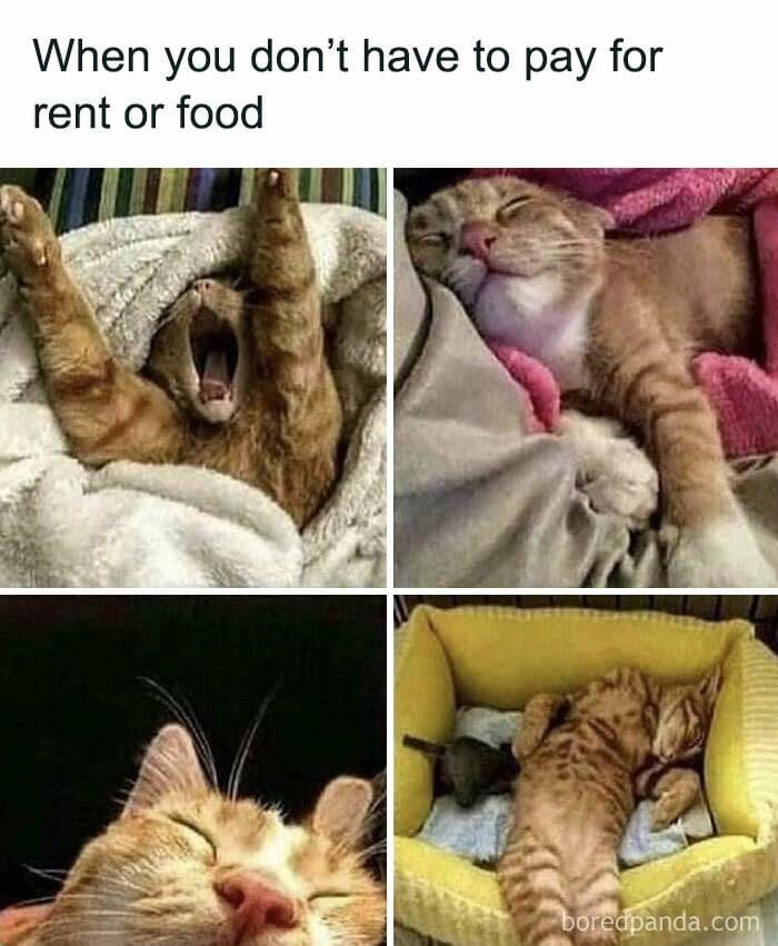Cat Memes Meow Irl2Jpg 6731Fe828D50F 700