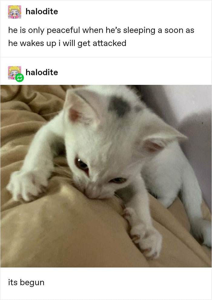 Cat Memes Meow Irl5 67320D78740Cb 700