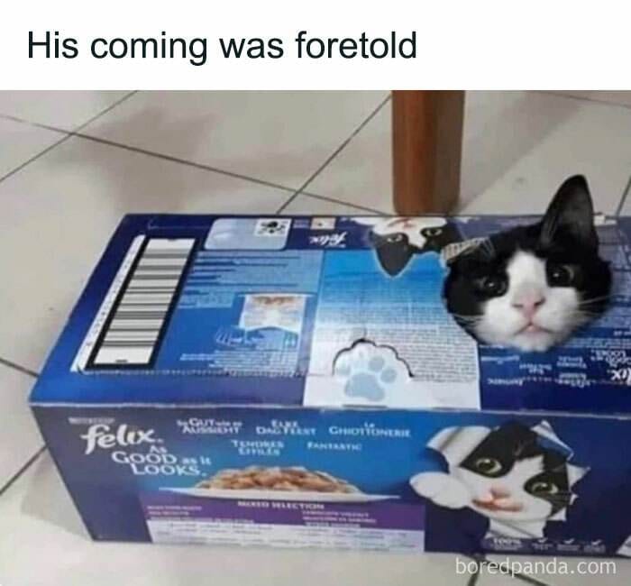 Cat Memes Meow Irl7 673217De45Aa8 700