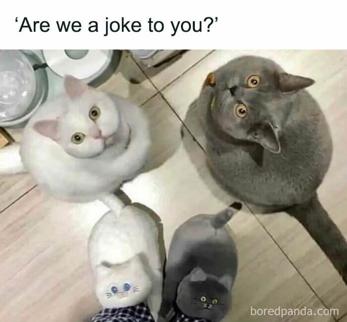 Cat Memes Meow Irl8 67321887Ea4A7 700