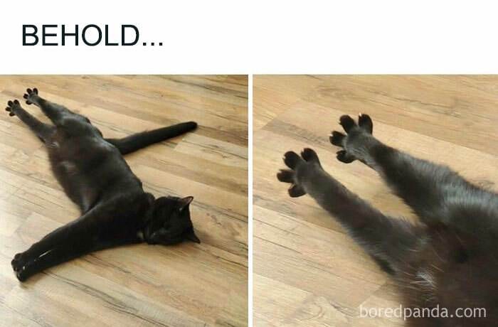 Cat Memes Meow Irl9 6732193E78D06 700