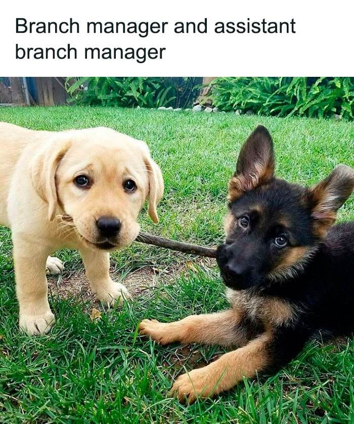 Office Memes 504 6717B64726650 700