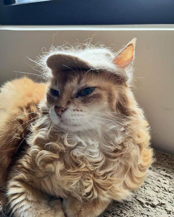 A Hat Made Out Of Her Own Hair V0 6T36Ip2Rqsnd1 676Ebce9C566C 700